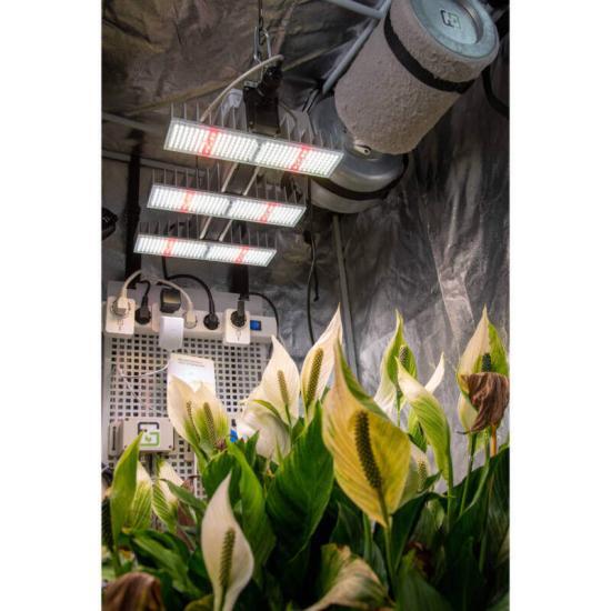 Stimmungsfoto SANlight Pflanzenlampe im Growzelt mit Dimmfunktion